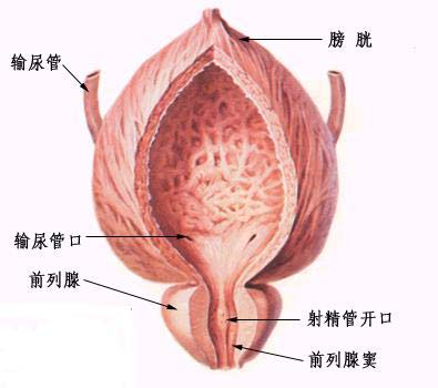 前列腺的作用和功能是什么