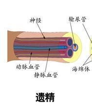 生活中男性遗精和滑精男的区别在哪？