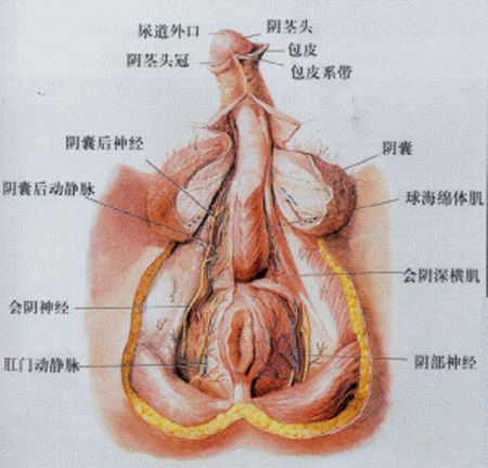 【图】前列腺在什么位置图片？如何预防前列腺炎？