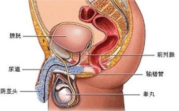 【图】前列腺在什么位置图片？如何预防前列腺炎？