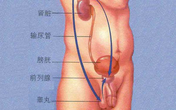 （图）【男生前列腺在哪】四个方法找准前列腺位置并检查