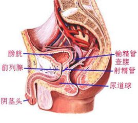 （图）【男生前列腺在哪】四个方法找准前列腺位置并检查