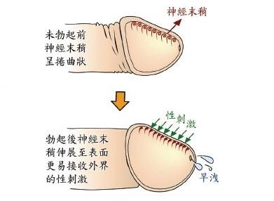 （男性必看）男性手滛过多有哪些危害？