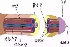 淮安阴茎敏感手术多少钱？如何控制影响因素？